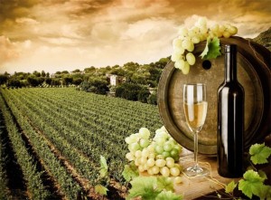 corso gratuito per tecnici dei vigneti e cantine