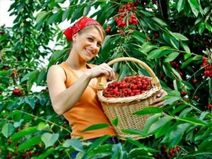 offerta di lavoro per addetti raccolta di ciliege